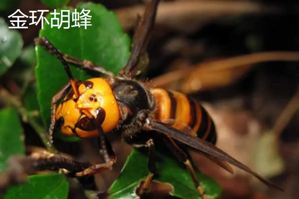 中国大虎头蜂的简介，学名叫做金环胡蜂