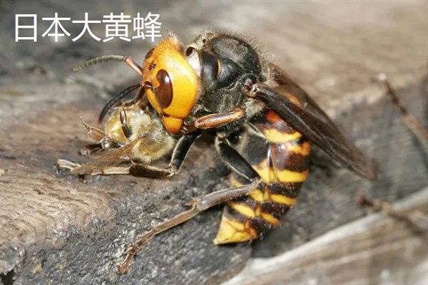 中国大虎头蜂的简介，学名叫做金环胡蜂