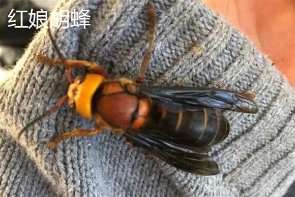 中国大虎头蜂的简介，学名叫做金环胡蜂