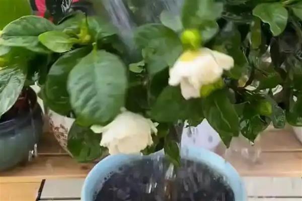栀子叶子发黄的处理方法，要及时遮阴并适量浇水
