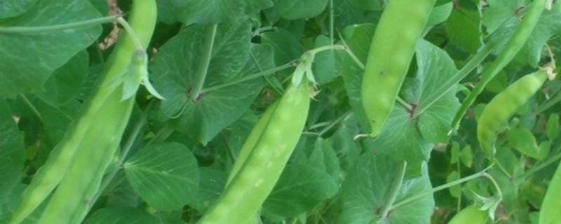 菜豆的施肥间隔，抽蔓期每隔20天追施一次