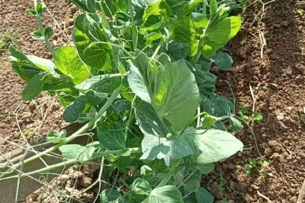 菜豆的施肥间隔，抽蔓期每隔20天追施一次