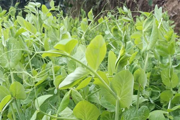 菜豆的施肥间隔，抽蔓期每隔20天追施一次