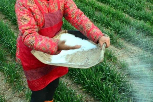 怎么对小麦使用微肥，一般可进行叶面喷施