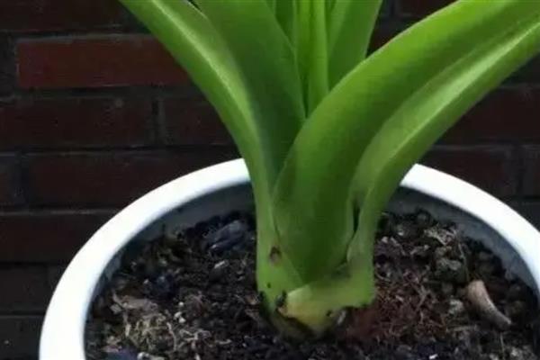 滴水观音的根部应该埋多深,全部埋入土壤中不要暴露在外