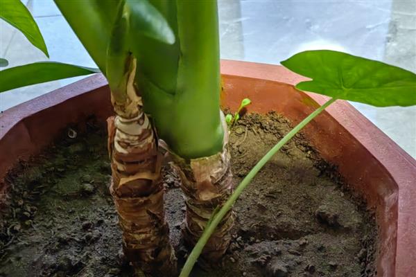 滴水观音的根部应该埋多深,全部埋入土壤中不要暴露在外