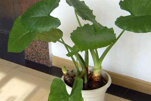 滴水观音的根部应该埋多深,全部埋入土壤中不要暴露在外