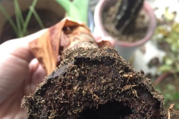 滴水观音的根部应该埋多深,全部埋入土壤中不要暴露在外