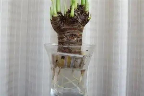 滴水观音的根部应该埋多深,全部埋入土壤中不要暴露在外