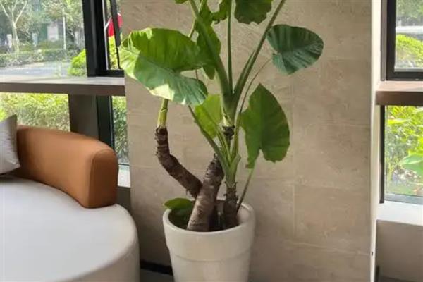 滴水观音的根部应该埋多深,全部埋入土壤中不要暴露在外