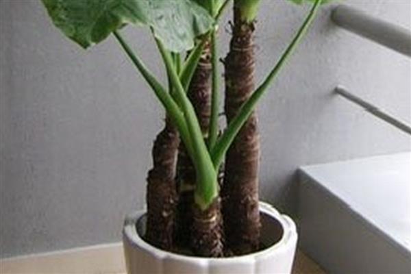 滴水观音的根部应该埋多深,全部埋入土壤中不要暴露在外