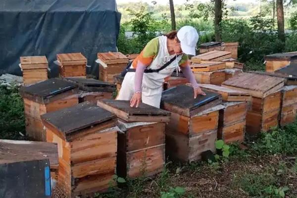 什么地方适合养蜂,蜜源丰富且环境安静的地方为佳
