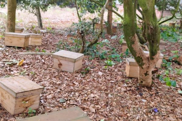 什么地方适合养蜂,蜜源丰富且环境安静的地方为佳