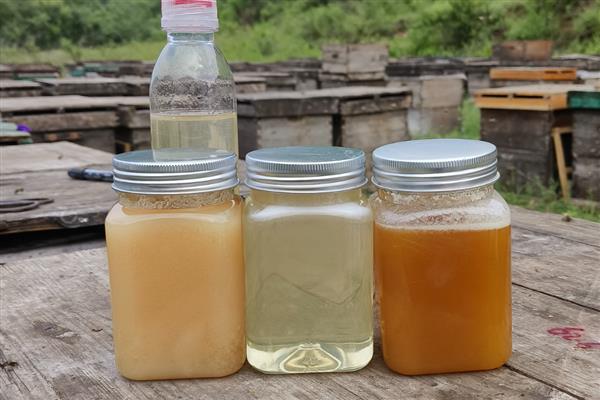 什么地方适合养蜂,蜜源丰富且环境安静的地方为佳