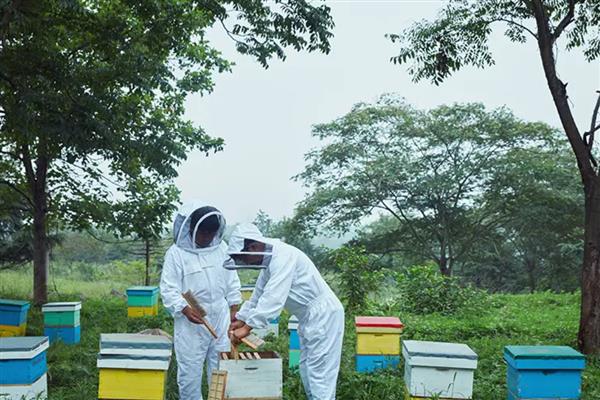 什么地方适合养蜂,蜜源丰富且环境安静的地方为佳