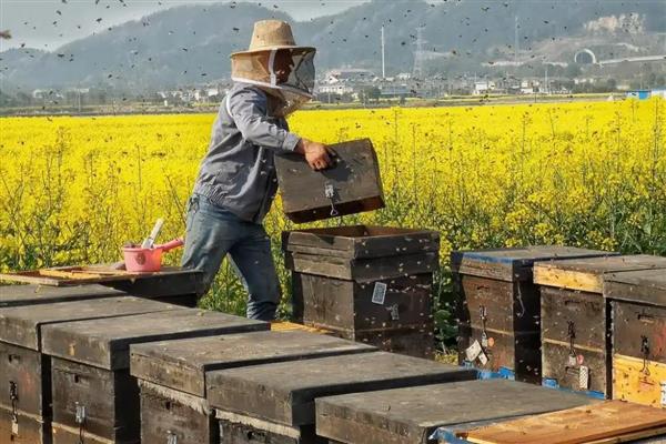 什么地方适合养蜂,蜜源丰富且环境安静的地方为佳