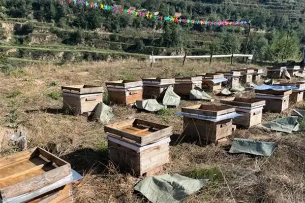 什么地方适合养蜂,蜜源丰富且环境安静的地方为佳