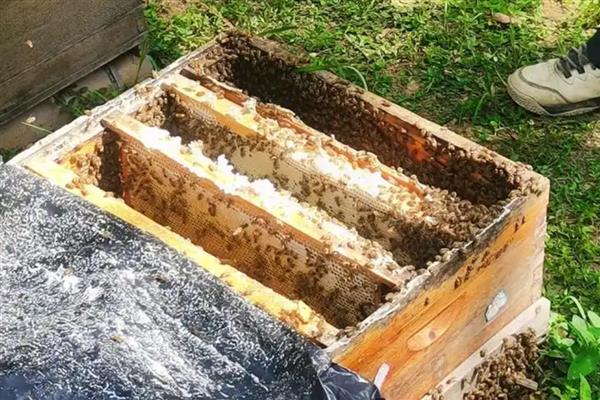 什么地方适合养蜂,蜜源丰富且环境安静的地方为佳