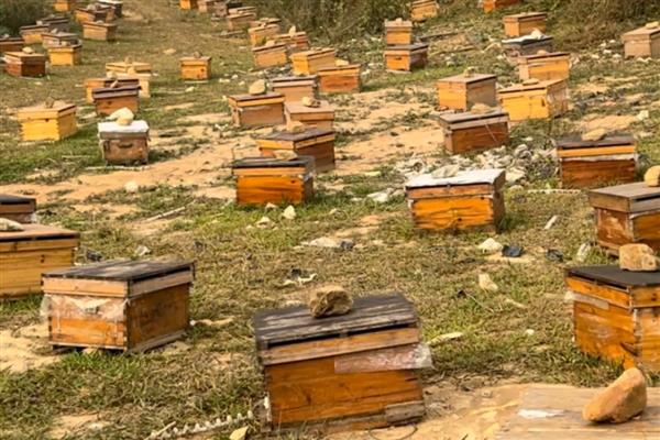 什么地方适合养蜂,蜜源丰富且环境安静的地方为佳