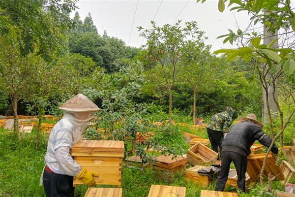 什么地方适合养蜂,蜜源丰富且环境安静的地方为佳
