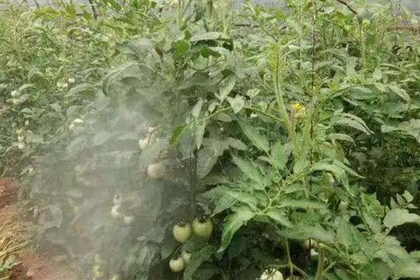 番茄红粉病的防治方法，病果尚未出现粉红色霉层前要摘除