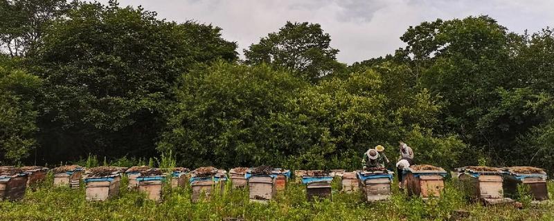 什么地方适合养蜂，蜜源丰富且环境安静的地方为佳