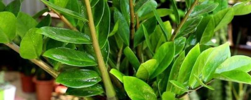 金钱树的球根能不能水培，根茎泡水会快速腐烂导致植株死亡
