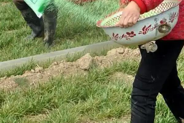 大麦怎么种植，经过晒种、拌种后再播种