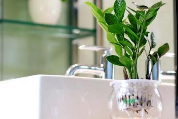 金钱树的球根能不能水培，根茎泡水会快速腐烂导致植株死亡