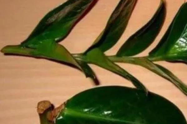 金钱树的球根能不能水培，根茎泡水会快速腐烂导致植株死亡