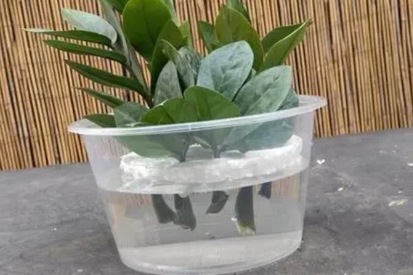 金钱树的球根能不能水培，根茎泡水会快速腐烂导致植株死亡