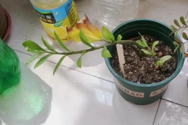 金钱树的球根能不能水培，根茎泡水会快速腐烂导致植株死亡