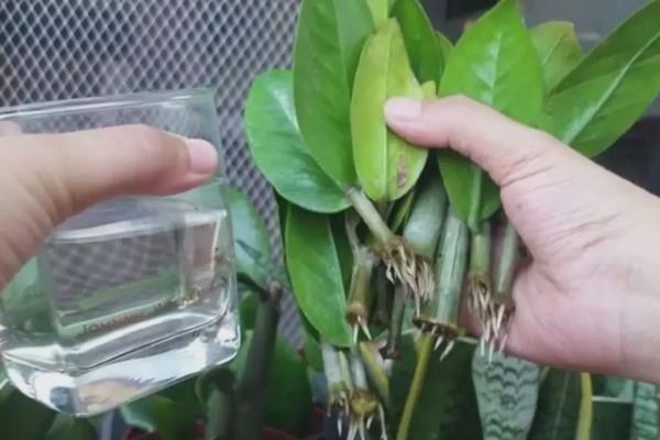 金钱树的球根能不能水培，根茎泡水会快速腐烂导致植株死亡