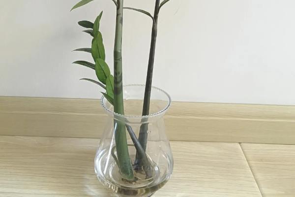 金钱树的球根能不能水培，根茎泡水会快速腐烂导致植株死亡