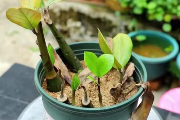 金钱树的球根能不能水培，根茎泡水会快速腐烂导致植株死亡