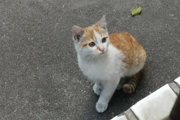 猫咪为什么流鼻涕用嘴呼吸，可能是上呼吸道感染等原因引起