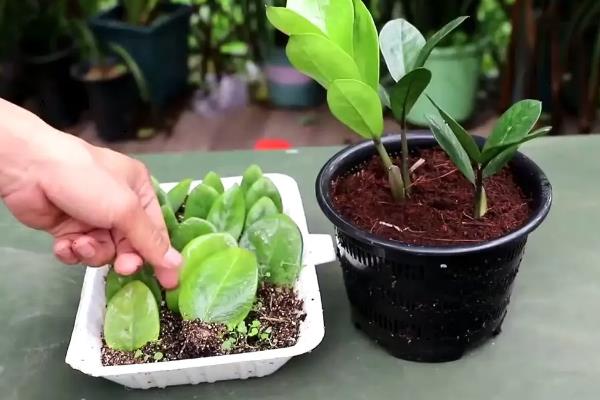 金钱树的球根能不能水培，根茎泡水会快速腐烂导致植株死亡