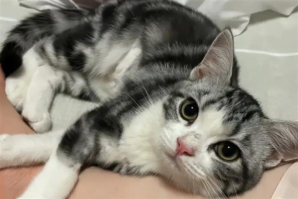 猫咪为什么流鼻涕用嘴呼吸，可能是上呼吸道感染等原因引起