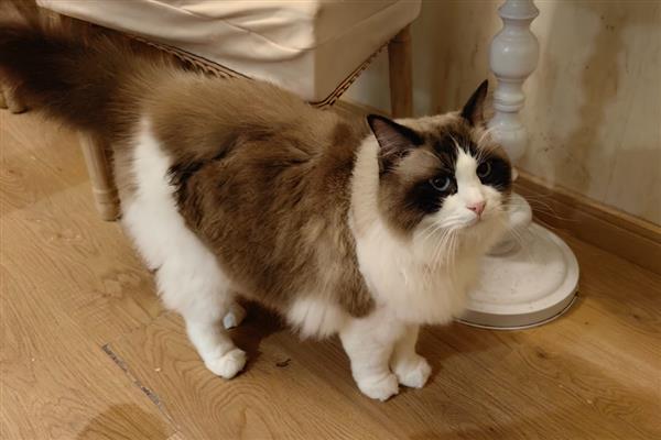 猫咪为什么流鼻涕用嘴呼吸，可能是上呼吸道感染等原因引起