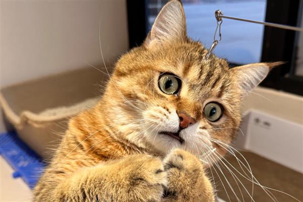 猫咪为什么流鼻涕用嘴呼吸，可能是上呼吸道感染等原因引起