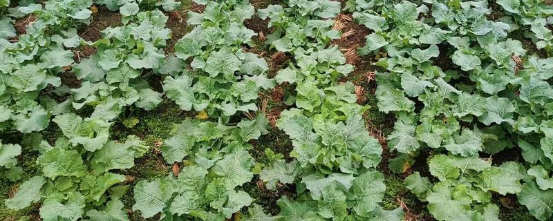 11月份种油菜算晚吗，具有耐寒性依然可以种植