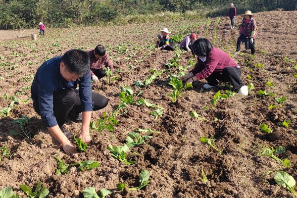 11月份种油菜算晚吗，具有耐寒性依然可以种植