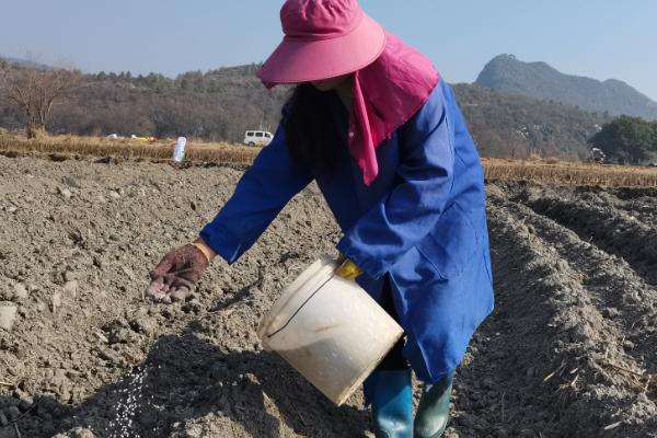 11月份种油菜算晚吗，具有耐寒性依然可以种植