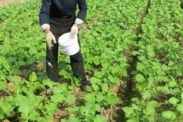 11月份种油菜算晚吗，具有耐寒性依然可以种植