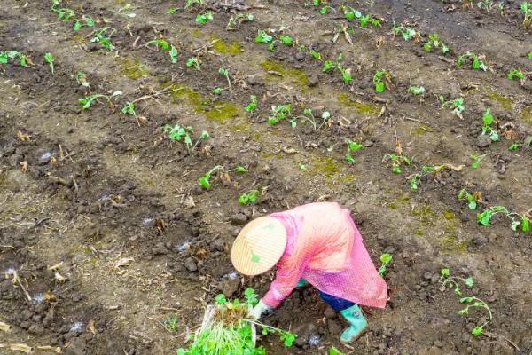 11月份种油菜算晚吗，具有耐寒性依然可以种植