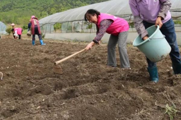 11月份种油菜算晚吗，具有耐寒性依然可以种植