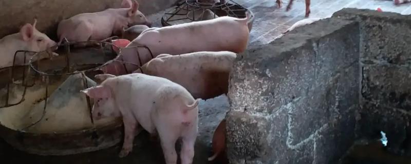 生猪上市前要做什么检疫，以下4个检验过程不能缺少