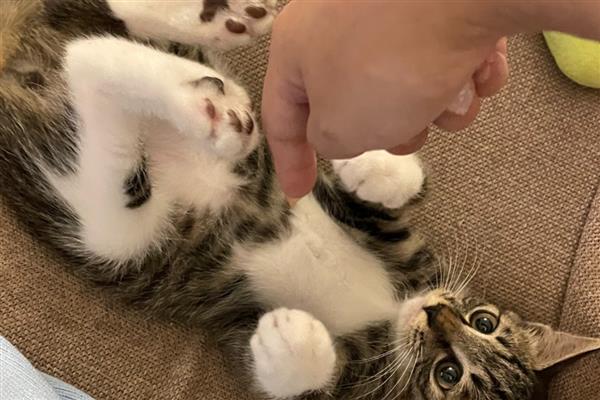 被猫抓了要打疫苗吗,注射狂犬疫苗能有效避免狂犬病发作