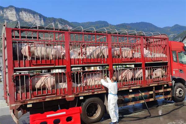 生猪上市前要做什么检疫，以下4个检验过程不能缺少