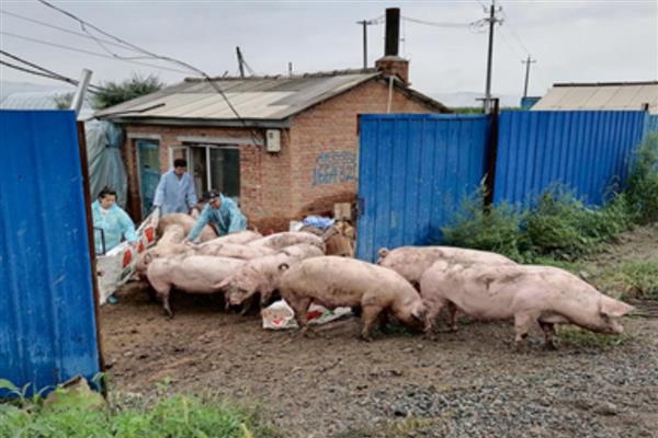 生猪上市前要做什么检疫，以下4个检验过程不能缺少